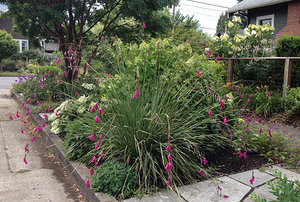 Anna's Garden